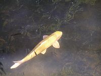魚去